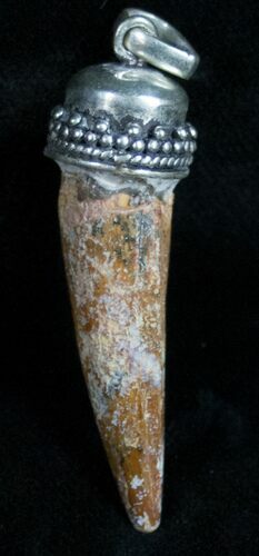 Real Spinosaurus Tooth Pendant - Dinosaur Tooth #10947